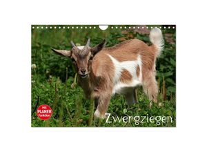 9783435512393 - Zwergziegen (Wandkalender 2025 DIN A4 quer) CALVENDO Monatskalender