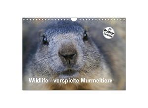 9783435512454 - Wildlife - Verspielte Murmeltiere (Wandkalender 2025 DIN A4 quer) CALVENDO Monatskalender