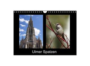 9783435514007 - Ulmer Spatzen (Wandkalender 2025 DIN A4 quer) CALVENDO Monatskalender