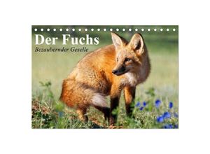 9783435514281 - Der Fuchs Bezaubernder Geselle (Tischkalender 2025 DIN A5 quer) CALVENDO Monatskalender