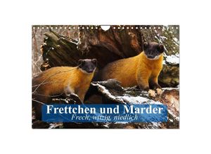 9783435515417 - Frettchen und Marder Frech witzig niedlich (Wandkalender 2025 DIN A4 quer) CALVENDO Monatskalender