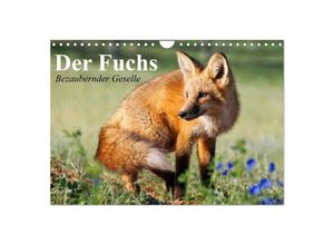 9783435515448 - Der Fuchs Bezaubernder Geselle (Wandkalender 2025 DIN A4 quer) CALVENDO Monatskalender