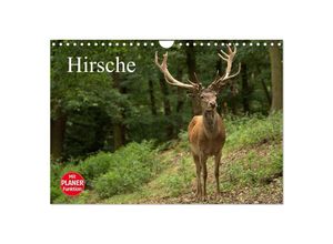 9783435515820 - Hirsche (Wandkalender 2025 DIN A4 quer) CALVENDO Monatskalender