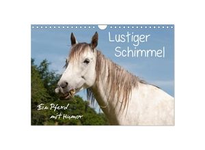 9783435516353 - Lustiger Schimmel - ein Pferd mit Humor (Wandkalender 2025 DIN A4 quer) CALVENDO Monatskalender