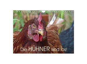 9783435518098 - Die Hühner sind los! (Wandkalender 2025 DIN A4 quer) CALVENDO Monatskalender