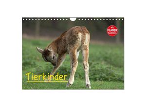 9783435518227 - Tierkinder (Wandkalender 2025 DIN A4 quer) CALVENDO Monatskalender