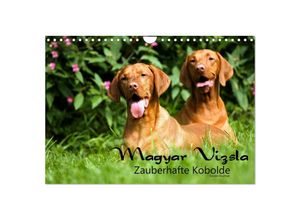 9783435518968 - Magyar Vizsla - Zauberhafte Kobolde (Wandkalender 2025 DIN A4 quer) CALVENDO Monatskalender