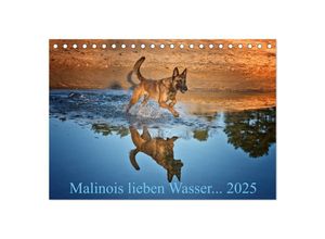 9783435519262 - Malinois lieben Wasser (Tischkalender 2025 DIN A5 quer) CALVENDO Monatskalender