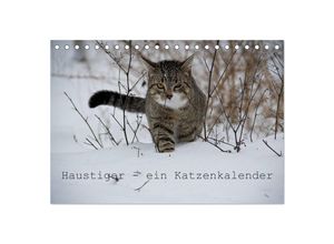 9783435519729 - Haustiger - Ein Katzenkalender (Tischkalender 2025 DIN A5 quer) CALVENDO Monatskalender