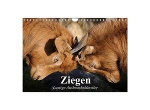 9783435519750 - Ziegen Lustige Ausbruchskünstler (Wandkalender 2025 DIN A4 quer) CALVENDO Monatskalender