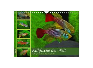 9783435522156 - Killifische der Welt (Wandkalender 2025 DIN A4 quer) CALVENDO Monatskalender