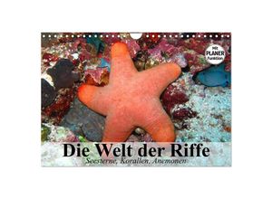 9783435523788 - Die Welt der Riffe Seesterne Korallen Anemonen (Wandkalender 2025 DIN A4 quer) CALVENDO Monatskalender