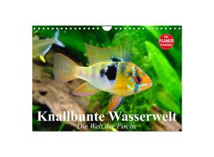 9783435523825 - Knallbunte Wasserwelt Die Welt der Fische (Wandkalender 2025 DIN A4 quer) CALVENDO Monatskalender