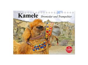 9783435527106 - Kamele Dromedar und Trampeltier (Tischkalender 2025 DIN A5 quer) CALVENDO Monatskalender