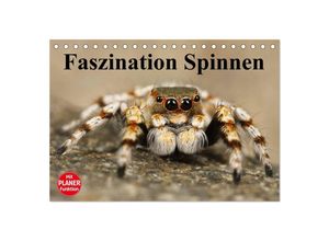 9783435528066 - Faszination Spinnen (Tischkalender 2025 DIN A5 quer) CALVENDO Monatskalender