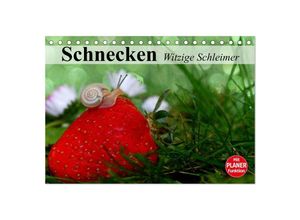 9783435528202 - Schnecken Witzige Schleimer (Tischkalender 2025 DIN A5 quer) CALVENDO Monatskalender