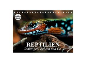 9783435528271 - Reptilien Schlangen Echsen und Co (Tischkalender 2025 DIN A5 quer) CALVENDO Monatskalender