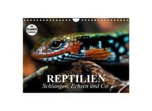 9783435529643 - Reptilien Schlangen Echsen und Co (Wandkalender 2025 DIN A4 quer) CALVENDO Monatskalender