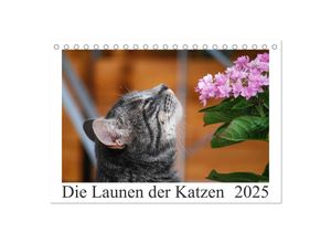 9783435532810 - Die Launen der Katzen 2025 (Tischkalender 2025 DIN A5 quer) CALVENDO Monatskalender