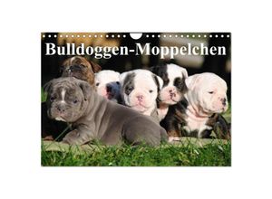 9783435534906 - Bulldoggen-Moppelchen (Wandkalender 2025 DIN A4 quer) CALVENDO Monatskalender