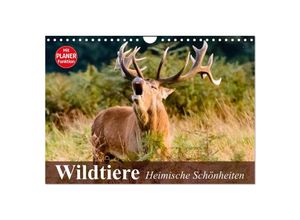 9783435535026 - Wildtiere Heimische Schönheiten (Wandkalender 2025 DIN A4 quer) CALVENDO Monatskalender