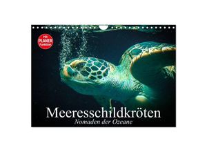 9783435535033 - Meeresschildkröten Nomaden der Ozeane (Wandkalender 2025 DIN A4 quer) CALVENDO Monatskalender