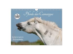 9783435535200 - Pferde der Camargue - Schimmel im Rhônedelta (Wandkalender 2025 DIN A4 quer) CALVENDO Monatskalender