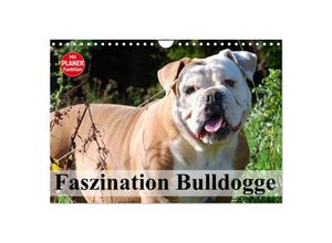 9783435535347 - Faszination Bulldogge (Wandkalender 2025 DIN A4 quer) CALVENDO Monatskalender