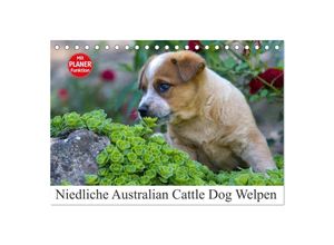 9783435535507 - Niedliche Australian Cattle Dog Welpen (Tischkalender 2025 DIN A5 quer) CALVENDO Monatskalender