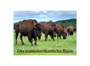 9783435537174 - Der nordamerikanische Bison (Wandkalender 2025 DIN A4 quer) CALVENDO Monatskalender