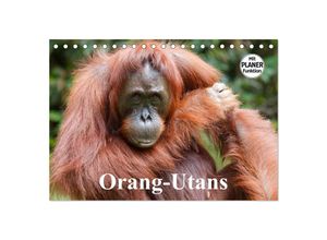 9783435538201 - Orang-Utans (Tischkalender 2025 DIN A5 quer) CALVENDO Monatskalender