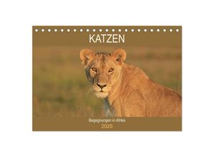 9783435539291 - Katzen - Begegnungen in Afrika (Tischkalender 2025 DIN A5 quer) CALVENDO Monatskalender