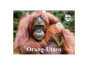 9783435539505 - Orang-Utans (Wandkalender 2025 DIN A4 quer) CALVENDO Monatskalender