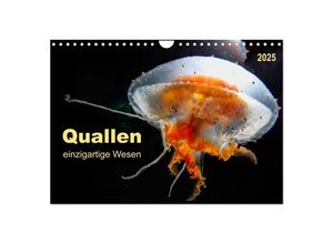 9783435585212 - Quallen - einzigartige Wesen (Wandkalender 2025 DIN A4 quer) CALVENDO Monatskalender