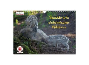 9783435588374 - GEOclick Lernkalender Steckbriefe einheimischer Wildtiere (Wandkalender 2025 DIN A4 quer) CALVENDO Monatskalender