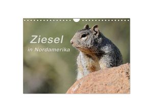 9783435589012 - Ziesel in Nordamerika (Wandkalender 2025 DIN A4 quer) CALVENDO Monatskalender