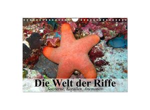 9783435590346 - Die Welt der Riffe Seesterne Korallen Anemonen (Wandkalender 2025 DIN A4 quer) CALVENDO Monatskalender