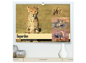 9783435590735 - Geparden - Begegnungen in Afrika (hochwertiger Premium Wandkalender 2025 DIN A2 quer) Kunstdruck in Hochglanz