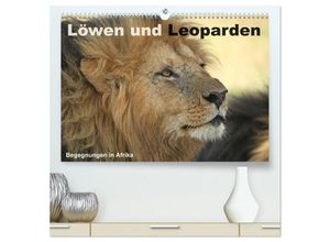 9783435590841 - Löwen und Leoparden - Begegnungen in Afrika (hochwertiger Premium Wandkalender 2025 DIN A2 quer) Kunstdruck in Hochglanz