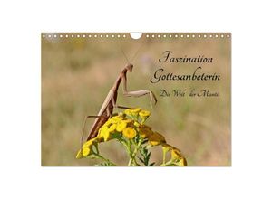 9783435591152 - Faszination Gottesanbeterin - Die Welt der Mantis (Wandkalender 2025 DIN A4 quer) CALVENDO Monatskalender