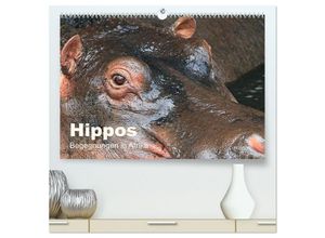 9783435591329 - Hippos - Begegnungen in Afrika (hochwertiger Premium Wandkalender 2025 DIN A2 quer) Kunstdruck in Hochglanz