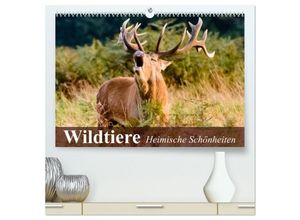 9783435596447 - Wildtiere Heimische Schönheiten (hochwertiger Premium Wandkalender 2025 DIN A2 quer) Kunstdruck in Hochglanz