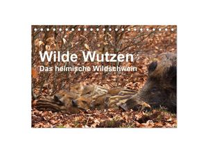 9783435597543 - Wilde Wutzen Das heimische Wildschwein (Tischkalender 2025 DIN A5 quer) CALVENDO Monatskalender