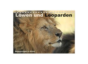 9783435597550 - Löwen und Leoparden - Begegnungen in Afrika (Tischkalender 2025 DIN A5 quer) CALVENDO Monatskalender