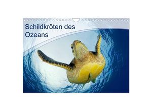 9783435597680 - Schildkröten des Ozeans (Wandkalender 2025 DIN A4 quer) CALVENDO Monatskalender