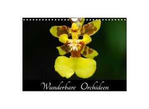 9783435599349 - Wunderbare Orchideen (Wandkalender 2025 DIN A4 quer) CALVENDO Monatskalender