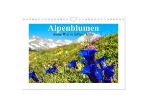 9783435599516 - Alpenblumen Bunte Welt in luftiger Höhe (Wandkalender 2025 DIN A4 quer) CALVENDO Monatskalender