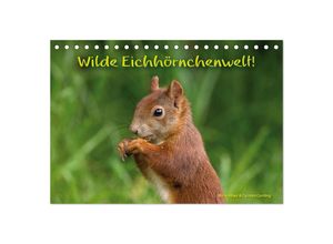 9783435600960 - Wilde Eichhörnchenwelt! (Tischkalender 2025 DIN A5 quer) CALVENDO Monatskalender