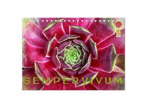 9783435602414 - Sempervivum - Hauswurz (Tischkalender 2025 DIN A5 quer) CALVENDO Monatskalender