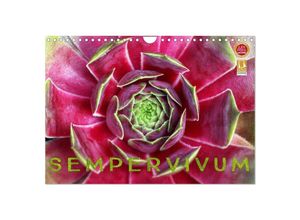 9783435603701 - Sempervivum - Hauswurz (Wandkalender 2025 DIN A4 quer) CALVENDO Monatskalender